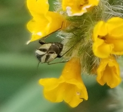 Plagiognathus moerens