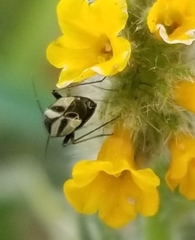 Plagiognathus moerens