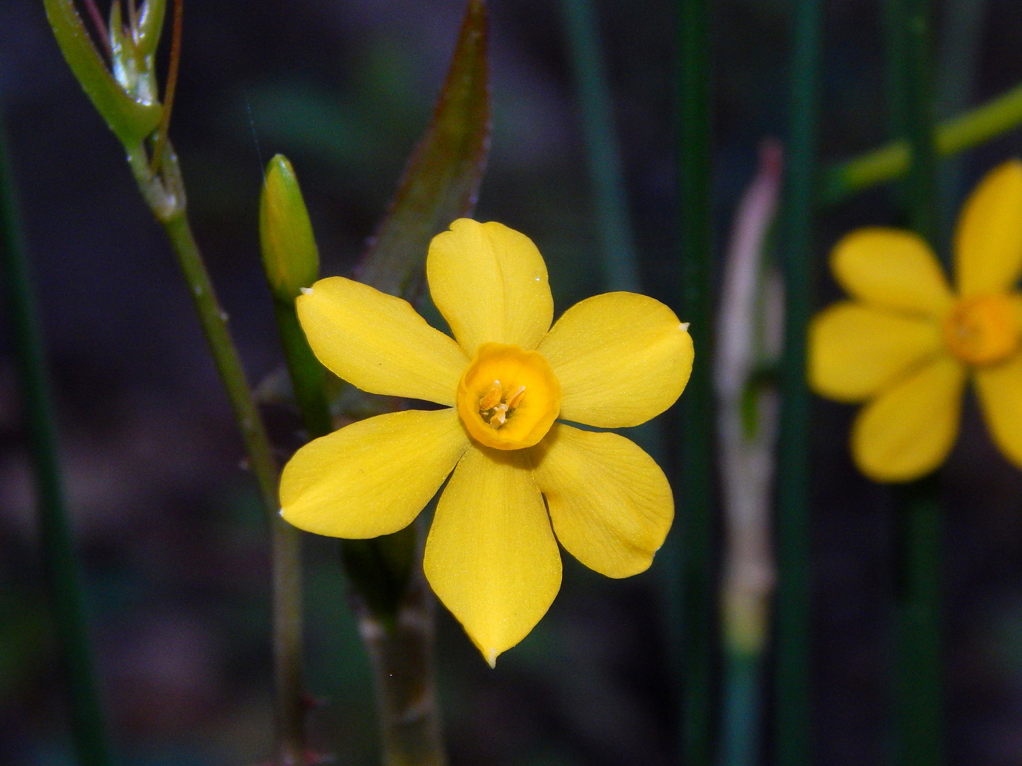 Narcissus jonquilla