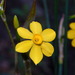 Narcissus jonquilla - Photo (c) G. L. Dearman, μερικά δικαιώματα διατηρούνται (CC BY-NC), uploaded by G. L. Dearman