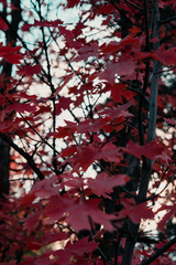Acer grandidentatum