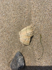 Strongylocentrotus purpuratus