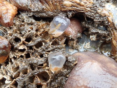 Molgula manhattensis