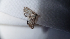 Petrophila canadensis