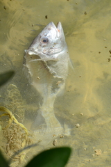 Archosargus probatocephalus