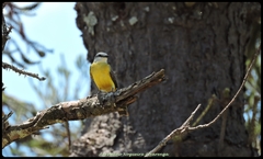 Tyrannus albogularis