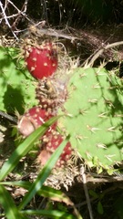 Opuntia