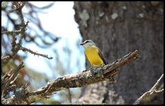 Tyrannus albogularis