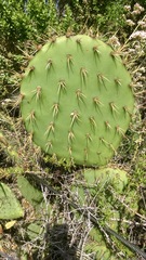 Opuntia