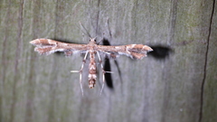 Geina periscelidactylus