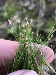 Eleocharis parvula
