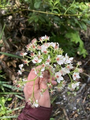 Darmera peltata