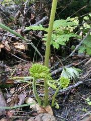 Darmera peltata