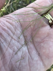 Eleocharis parvula