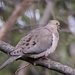 Eastern Mourning Dove - Photo (c) Michael Hinczewski, some rights reserved (CC BY), uploaded by Michael Hinczewski