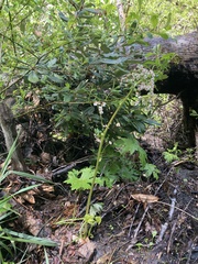 Darmera peltata