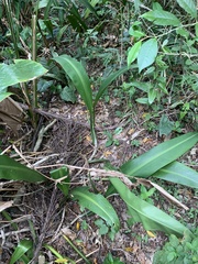 Philodendron crassinervium