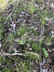 Eleocharis parvula