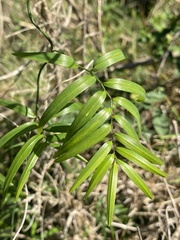 Geitonoplesium cymosum