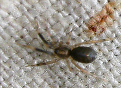 Phrurotimpus borealis