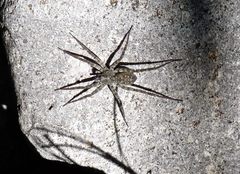 Pardosa valens