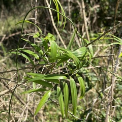Geitonoplesium cymosum