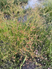 Juncus diffusissimus