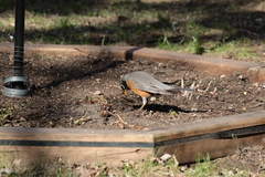 Turdus migratorius