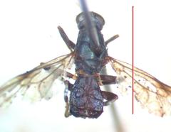 Nothomyia