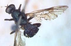 Nothomyia