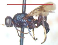 Nothomyia