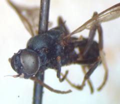 Nothomyia