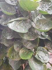 Polyscias scutellaria