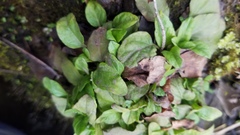 Veronica officinalis