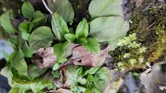 Veronica officinalis