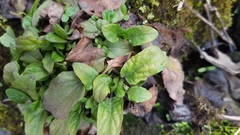 Veronica officinalis
