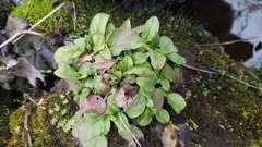 Veronica officinalis