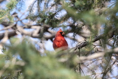 Cardinalis cardinalis