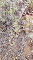 Gilia nevinii