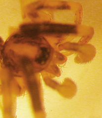 Phrurotimpus borealis