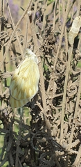 Leptophobia