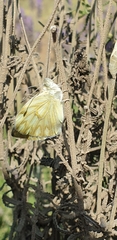 Leptophobia