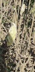 Leptophobia