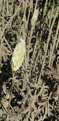 Leptophobia