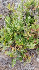 Munzothamnus blairii
