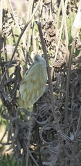 Leptophobia