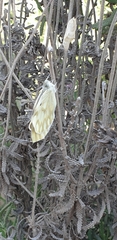 Leptophobia