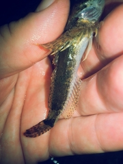 Cottus carolinae