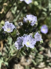 Phacelia ciliata