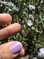 Phacelia ciliata